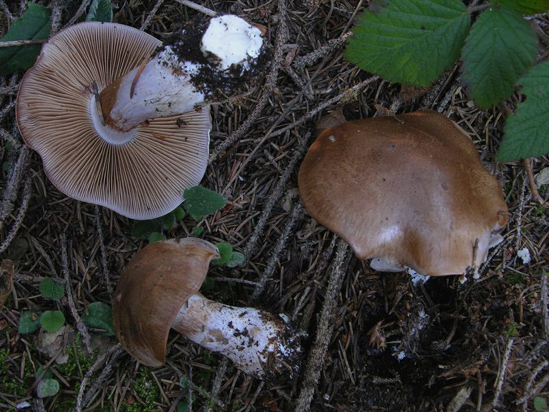 Cortinarius da determinare n�1.